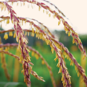 Closeup photo of brown and gold colored corn flower with green i